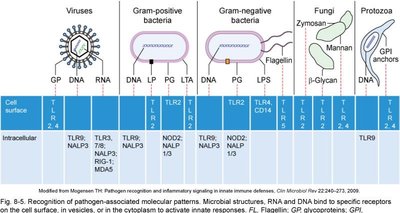 Recognition of pathogen-associated molecular patterns