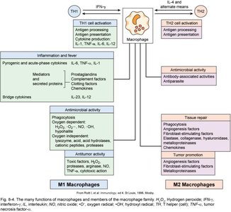 Complement activation pathways
