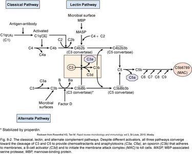 Membrane lesions by MAC