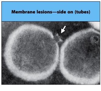 MAC formation and cell lysis