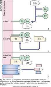 Neutrophil recruitment and inflammation