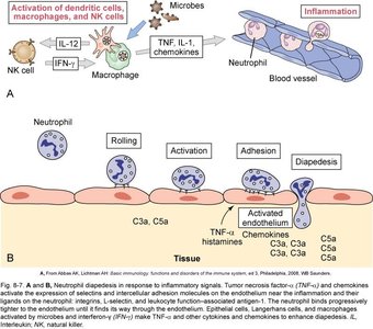 Induction of inflammatory responses