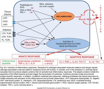 Inflammatory mediators and immune cell activation