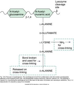 Lysozyme cleavage site in peptidoglycan