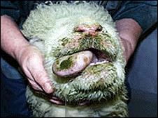 Animal with genetic resistance to infection