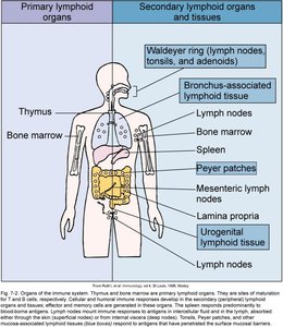 Primary and secondary lymphoid organs