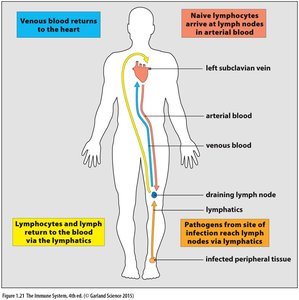 Lymphatic circulation and immune cell trafficking