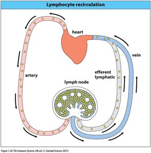 Lymphocyte recirculation