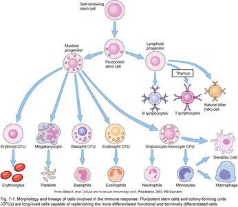 Hematopoiesis and immune cell lineages