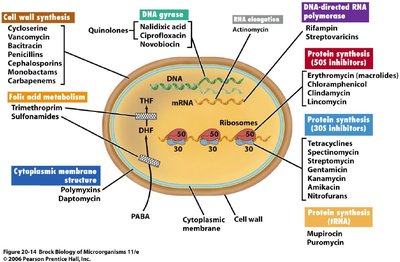 Targets of Different Classes of Antibiotics