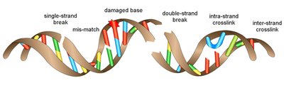 DNA Damage Types
