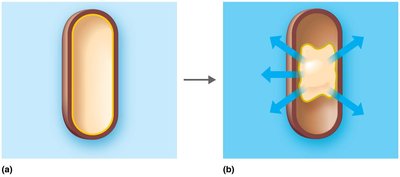 Plasmolysis in bacterial cells under hypertonic conditions