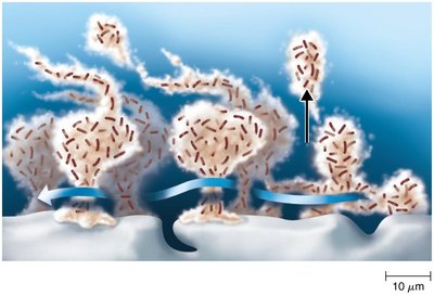 Biofilm formation and structure