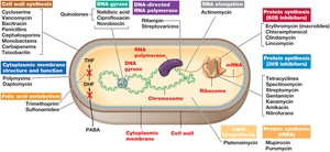 Antibiotic targets in bacterial cell