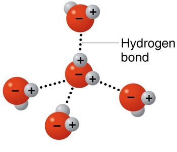 Hydrogen bonds between water molecules