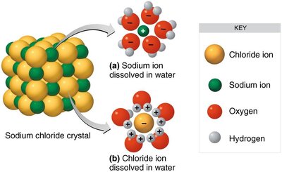 How water acts as a solvent for sodium chloride