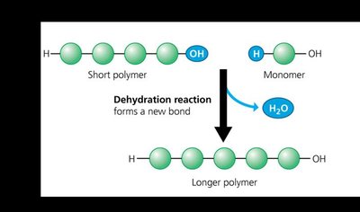 Dehydration synthesis and hydrolysis reactions