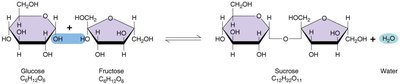 Dehydration synthesis of sucrose from glucose and fructose