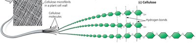 Three common polysaccharides: cellulose, glycogen, starch