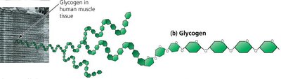 Starch structure