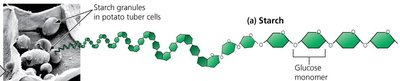Glycogen structure