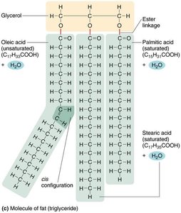 Structure of a triglyceride (fat)