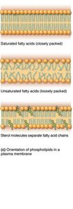 Phospholipid structure