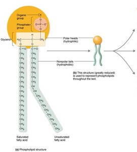 Steroid structure (cholesterol)