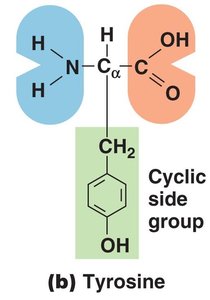 Amino acid structure