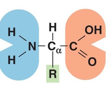 The 20 amino acids of proteins