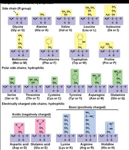 Peptide bond formation by dehydration synthesis