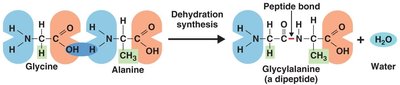 Primary structure of a protein