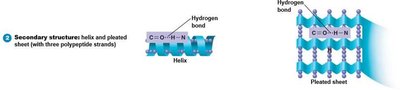 Tertiary structure of a protein