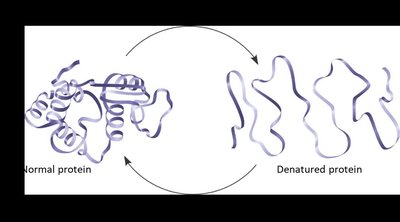 DNA nucleotide structure