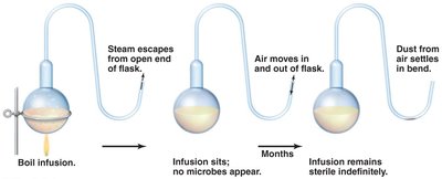 Pasteur's swan-necked flask experiment