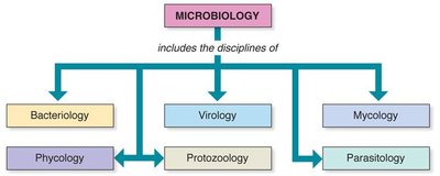 Major disciplines of microbiology