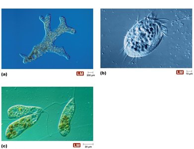 Protozoa with different locomotive structures