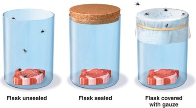 Redi's experiments on spontaneous generation