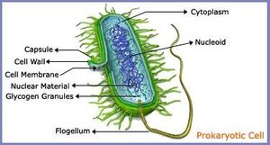 Structure of bacterial cell