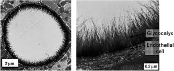 Glycocalyx - an overview ...