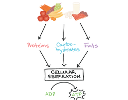 Metabolic rate (article) | Khan Academy