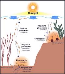chemotaxis, thigmotaxis ...