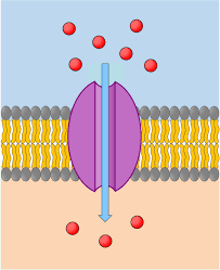 Facilitated Diffusion
