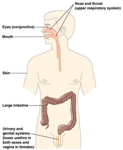 Major sites of normal microbiota on the human body