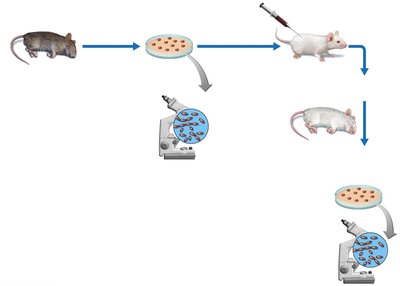Koch's Postulates experimental steps