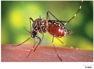 Mosquito as a biological vector