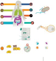 Visual summary of host–microbe interactions and pathogenesis