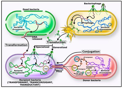 Mechanisms of genetic exchange: transformation, transduction, conjugation