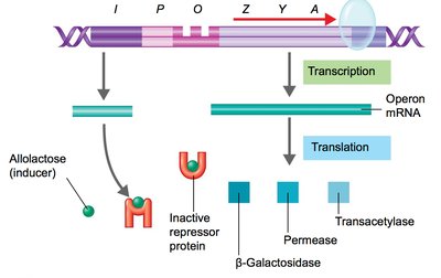 Lac operon: transcription and translation of lactose enzymes