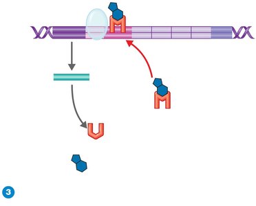 Trp operon: repression mechanism